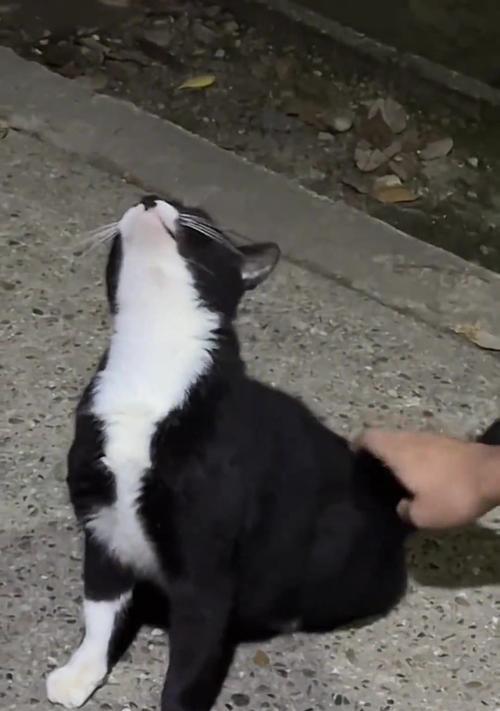 猫咪头痒原因全解析：寄生虫毛球过敏的防治方法