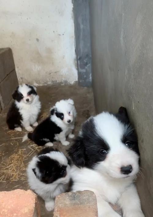 边牧幼犬科学喂养指南：营养搭配与健康成长要点