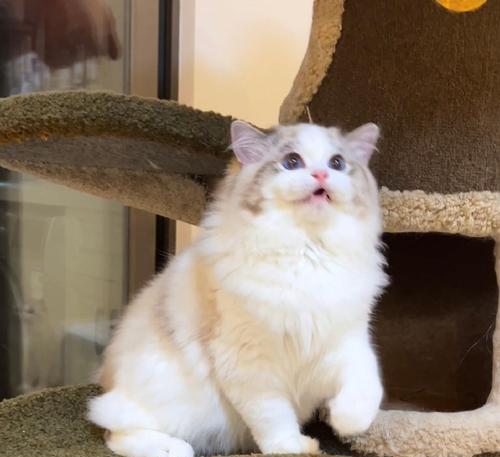 双色眼睛猫的神秘魅力：基因成因与养护指南