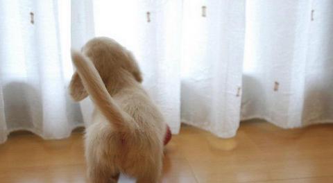 狗狗频繁摇头的15个原因解析，了解宠物健康信号