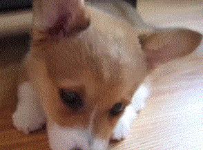 选择小狗父母的关键因素：健康遗传与性格特征全面指南