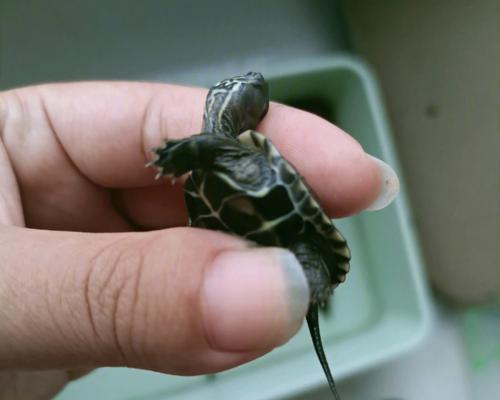 乌龟腐皮制作工艺与营养价值探析