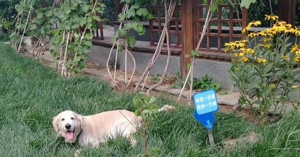 狗狗疫苗接种指南：预防翻肠等传染病必备针剂