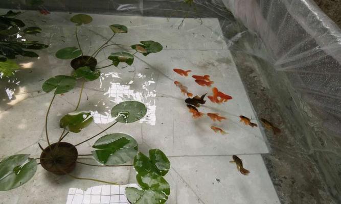 金鱼不吃食物的常见原因及正确喂养方法