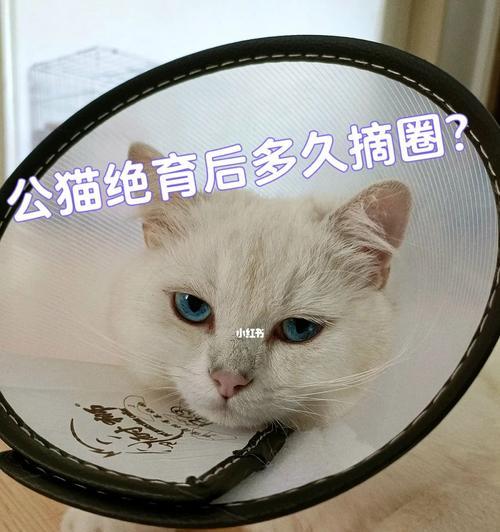 母猫绝育后饮食指南：科学喂养助恢复