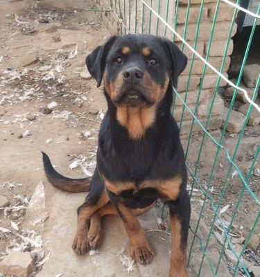 罗威纳犬为何拒绝进狗笼睡觉？15个深层原因解析