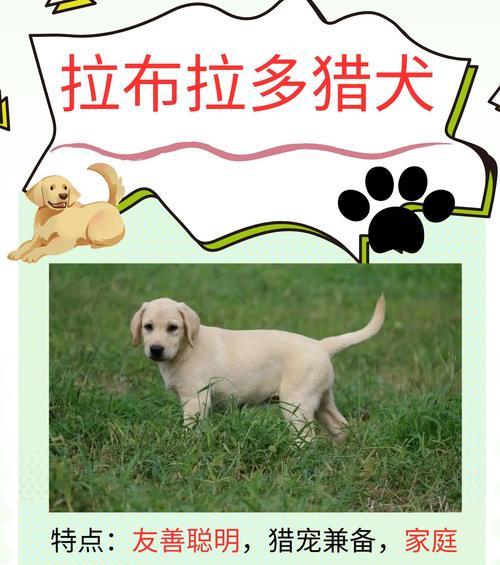 狩猎犬品种选择与训练指南：提升狩猎成功率的关键要素