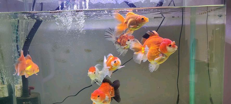 金鱼饮食环境偏好详解：打造理想用餐条件的关键要素