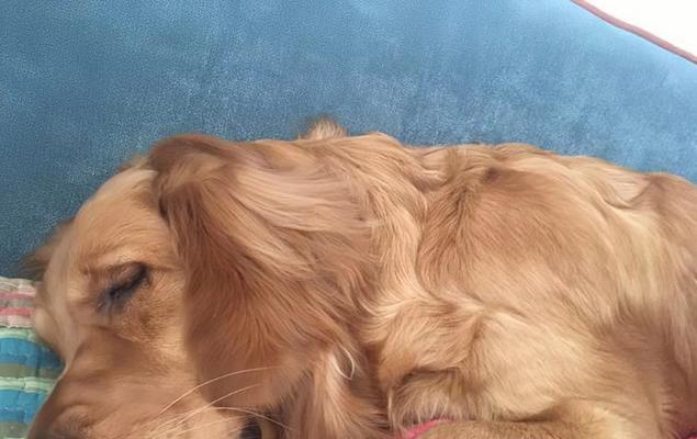 狗狗保持健康体重的秘诀：15个有效方法全面解析