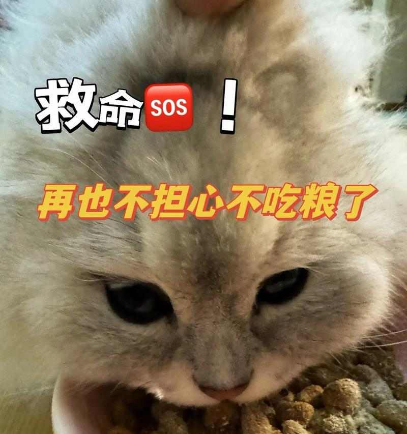 猫咪吃猫粮拉稀的原因分析及解决方案