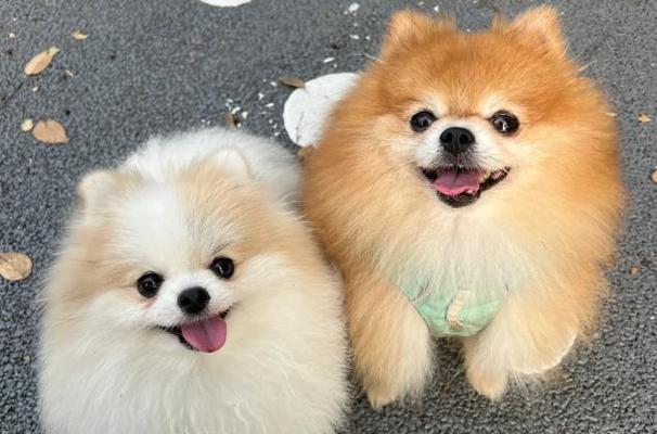 适合家庭的小型犬品种推荐及养护指南