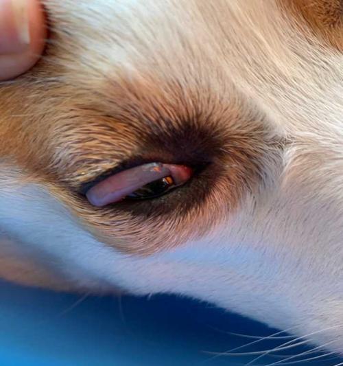 狗眼睛蓝色的奥秘揭秘：天青色素成因与健康影响全解析