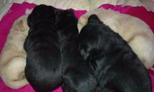 母狗怀孕流黑色液体正常吗？原因分析与处理方法详解