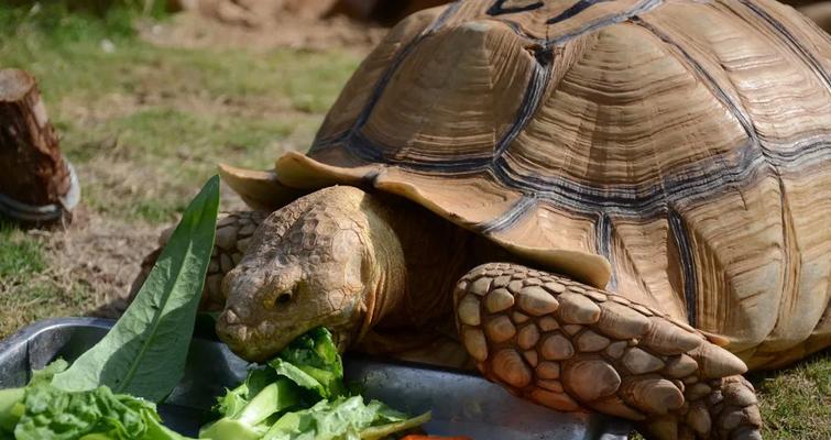 探索苏卡达美食文化：多元民族风味的独特融合
