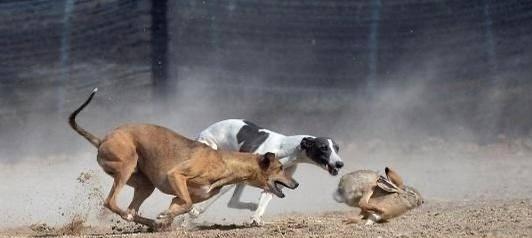 猎犬捕捉兔子野鸡的品种选择与训练技巧指南