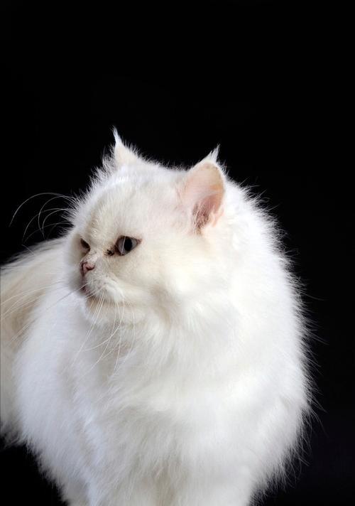 波斯猫毛发快速长齐的方法与护理技巧全攻略