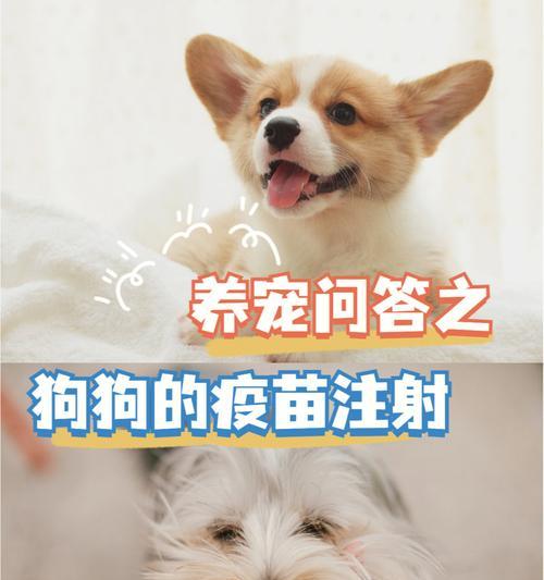 狗狗疫苗接种前注意事项全攻略，保障爱宠健康安全