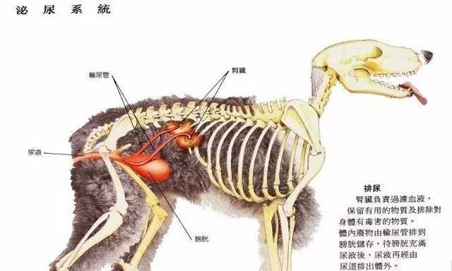 犬肾病症状识别与治疗指南：15个关键要点全面解析
