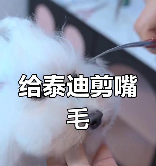 泰迪犬嘴巴为什么不长毛？基因与生理特征解析