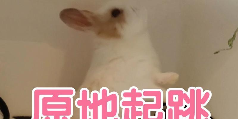 兔子为什么起跳速度快？揭秘兔子跳跃能力的生理奥秘