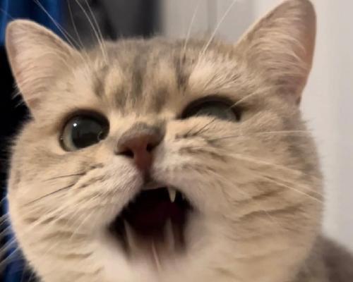 没有牙齿的小猫怎么喂养 营养饮食方案全攻略