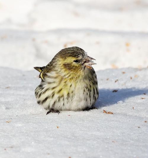 黄雀遭遇天敌捕食全过程揭示自然界生存竞争法则