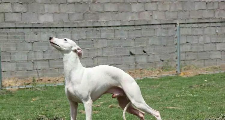 格惠犬跑得越来越慢的原因分析及改善方法