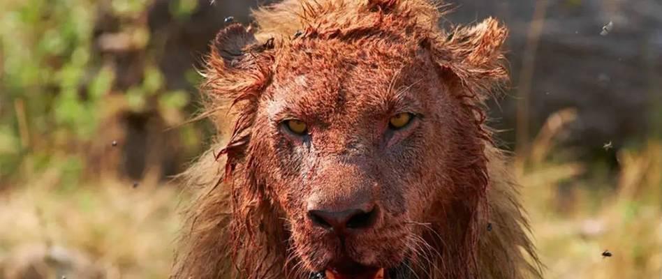 全球最具攻击性战斗力最强的犬种排行榜，霸者之王实力解析