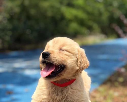 小金毛肉垫颜色选择指南：不同色彩对宠物心理的影响