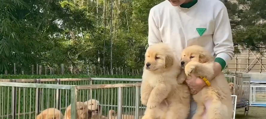 广州狗场文化探秘：历史渊源与现代发展的完美融合