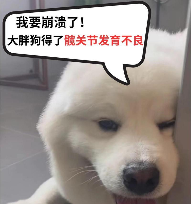 狗狗骨盆脱臼症状识别与治疗方法全解析