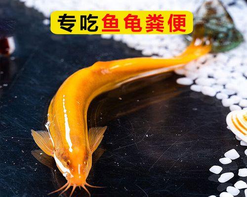 地图鱼粪便特征揭秘：颜色形态与生态意义全解析