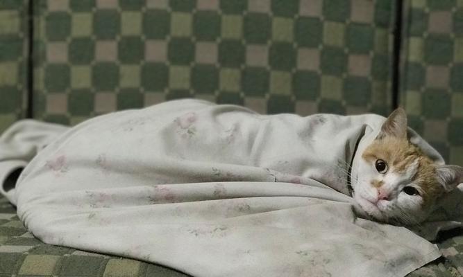 母猫分娩前必备准备工作指南，确保母婴安全健康