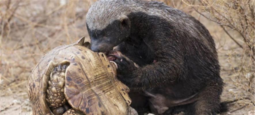 大鳄龟冬眠的多重益处：节能护体提升繁殖成功率