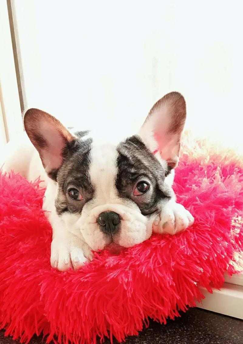 法斗黑白花配种选择与养护全攻略，打造迷人黑白法斗