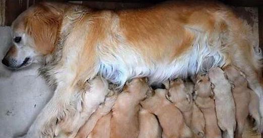 狗狗断奶后吃什么好 幼犬喂养指南及注意事项