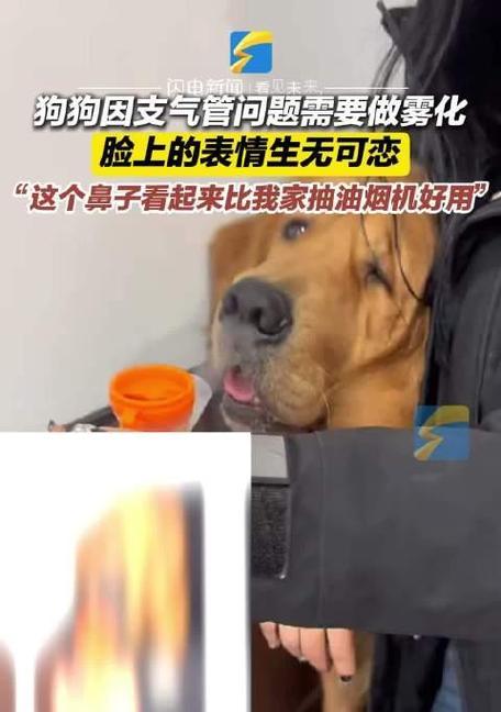 狗鼻子的神奇嗅觉秘密揭秘
