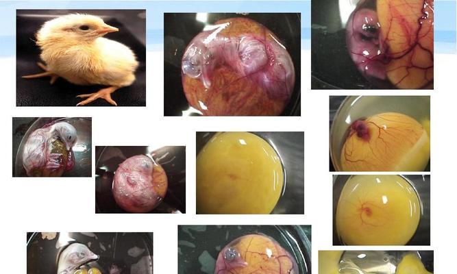 鸟类繁殖方式的多样性及其进化意义探析