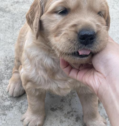 金毛犬配种空窝原因分析及解决方案详解