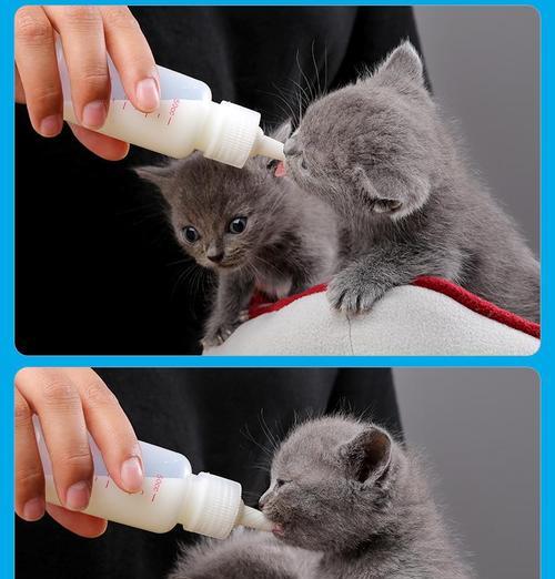 母猫阴道位置详解：生殖健康与繁殖注意事项