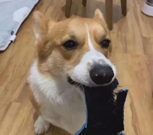 狗为什么咬人？探究狗狗攻击行为的原因及预防方法