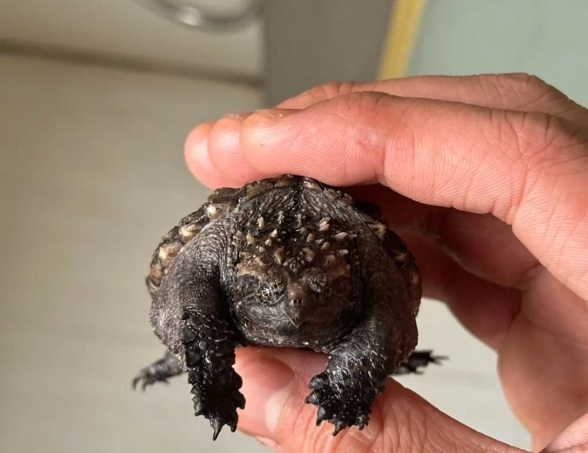 大鳄龟营养需求与食物搭配指南，科学饲养确保健康成长