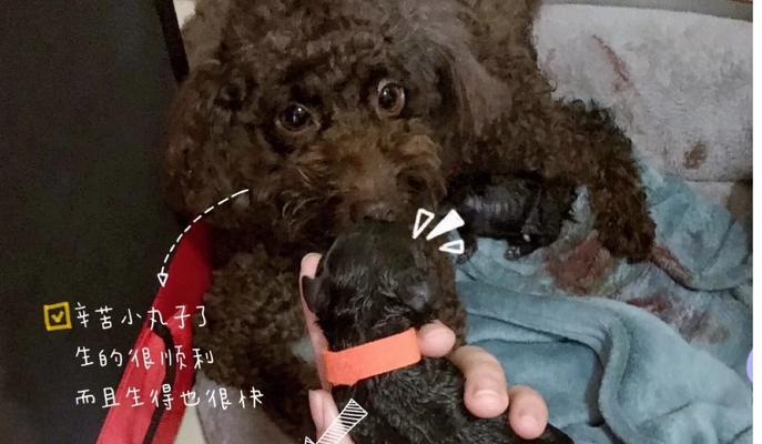 狗狗生产前必备物品清单，母犬分娩准备工作指南