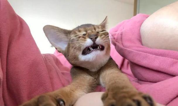 猫咪为什么喜欢玩人类的脚？解析猫咪玩脚行为的多种原因