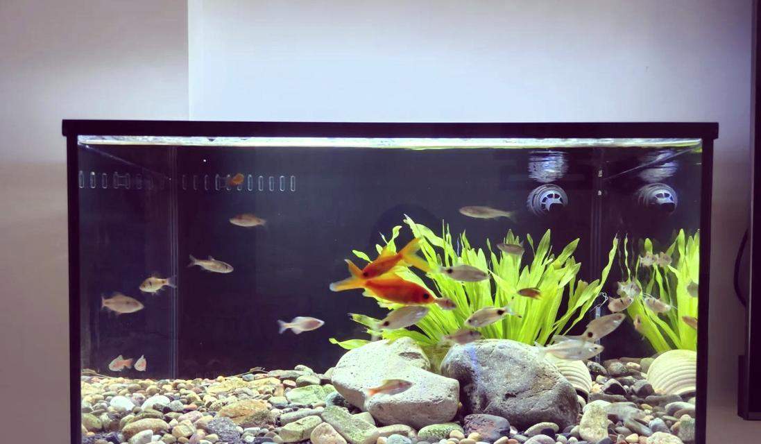 1.5米鱼缸养鱼指南：适合鱼类选择与养殖技巧全解