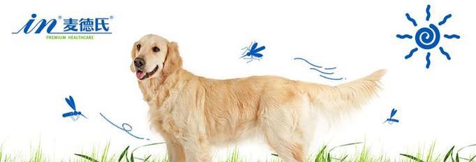 狗狗如何散热降温？全面解析狗狗生理散热机制与护理方法