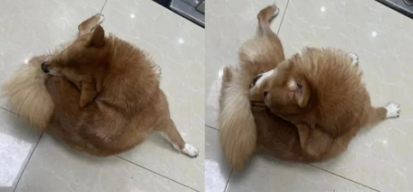 柴犬跳蚤叮咬性皮炎诊疗案例分析及综合防治策略