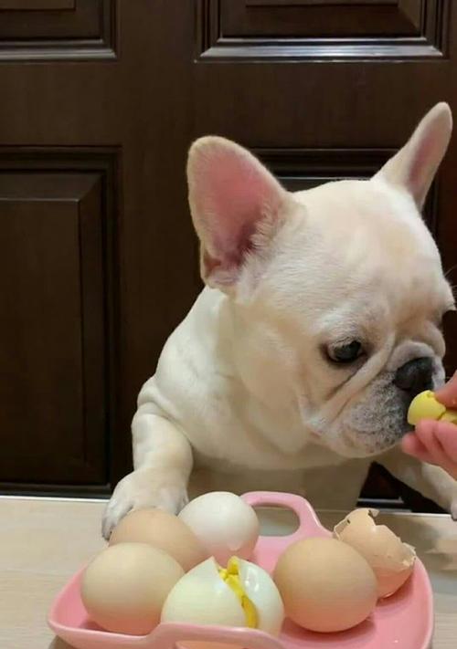 巴哥犬饥饿表现识别指南：15个明显征象助您科学喂养