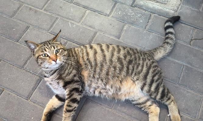 忧郁大胖猫品种特征与养护指南