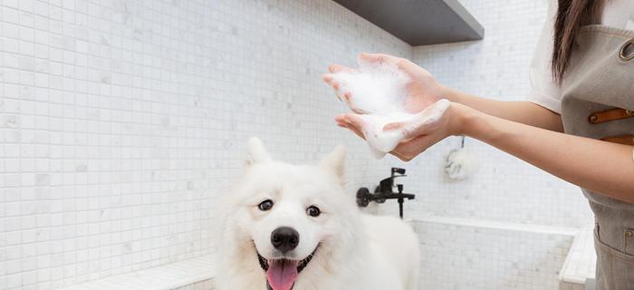 萨摩耶洗澡全攻略：正确方法与注意事项详解